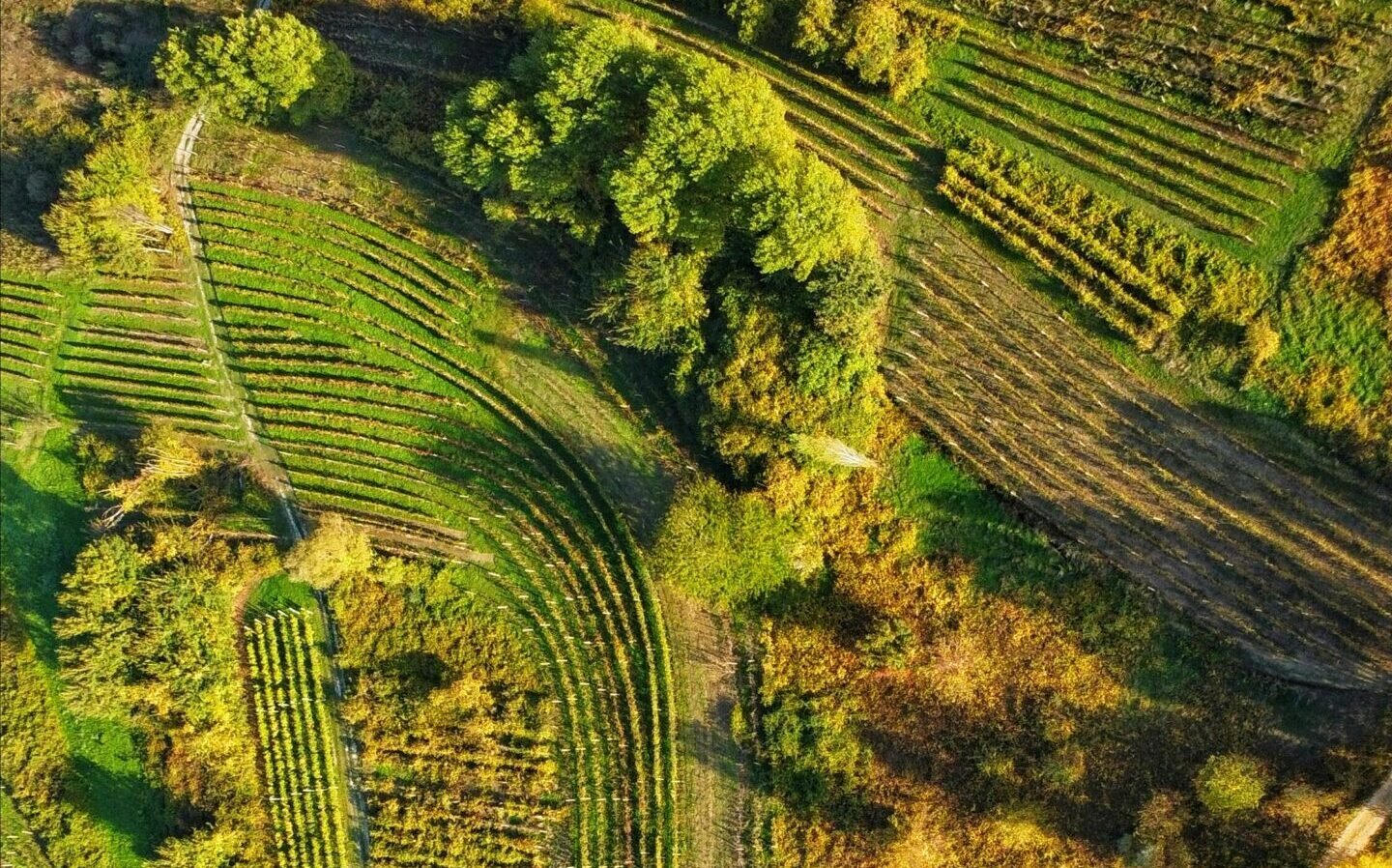 AOC, IGP et VDF : comprendre les 3 catégories incontournables de vins français
